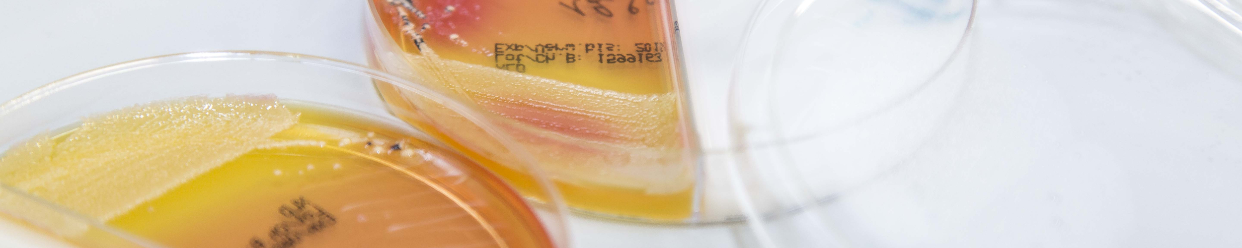 BACTERIOLOGICAL RESEARCH Poulpharm Vietnam